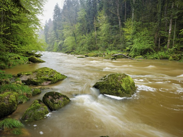 European beech trees shedding leaves, in the foreground moss-covered stones on the river Sihl, Sihlsprung, Menzingen, Canton Zug, Switzerland, Europe