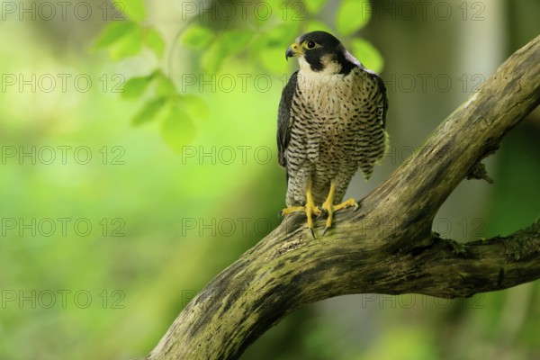 Peregrine falcon (Falco peregrinus), adult, on tree, alert, in summer, Šumava, Czech Republic, Europe