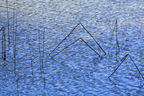 Reeds in the blue water of the Schwansee, Schwangau, Ostallgäu, Allgäu, Bavaria Germany