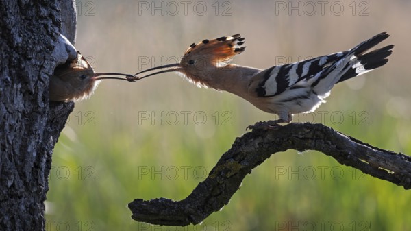 Hoopoe (Upupa epops) Bird of the Year 2022, male with food for his female, bridal gift, mating, courtship, begging for food, breeding den, nest, foraging, erected bonnet, pair, Middle Elbe Biosphere Reserve, Saxony-Anhalt, Germany, Europe