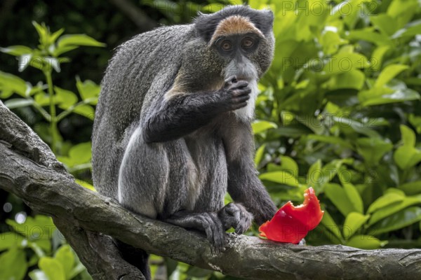 De Brazza's monkey (Cercopithecus neglectus) native to Central Africa, eating fruit in tree