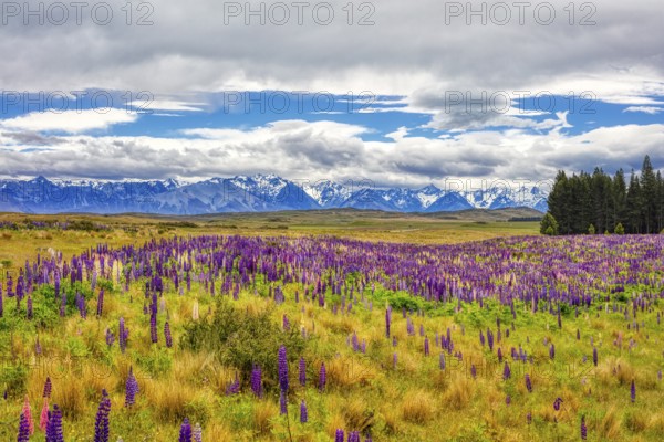 Lupinen (Lupinus), Highway 8, Otago, Neuseeland
