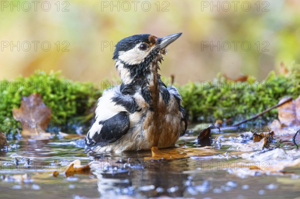 Great spotted woodpecker (Dendrocopus major) female bathing, Germany, Europe