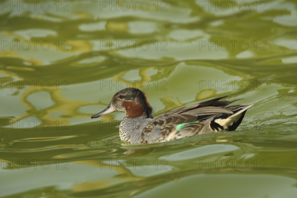 Swimming male eurasian teal (Anas crecca), captive