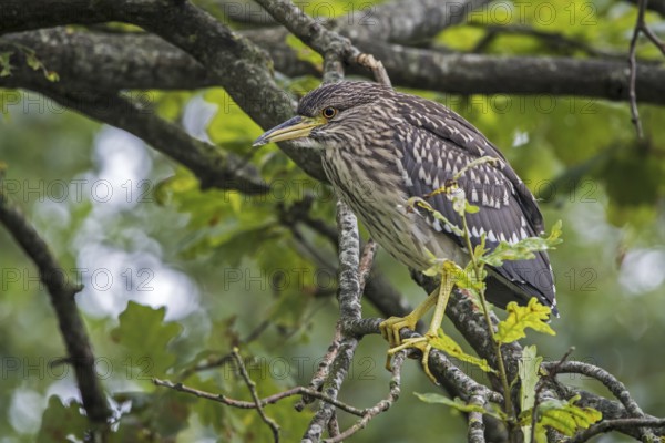 Black-crowned night-heron, black-capped night-heron (Nycticorax nycticorax) juvenile perched in oak tree in summer showing camouflage colours