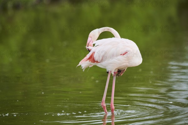 Greater Flamingo (Phoenicopterus roseus) walking in the water, Parc Naturel Regional de Camargue, France, Europe