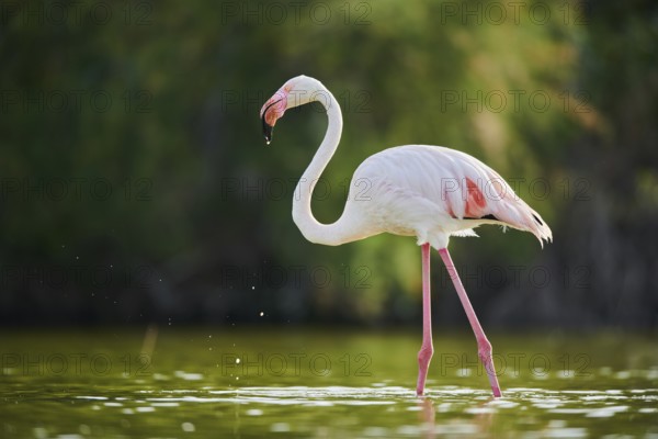 Greater Flamingo (Phoenicopterus roseus) walking in the water, Parc Naturel Regional de Camargue, France, Europe