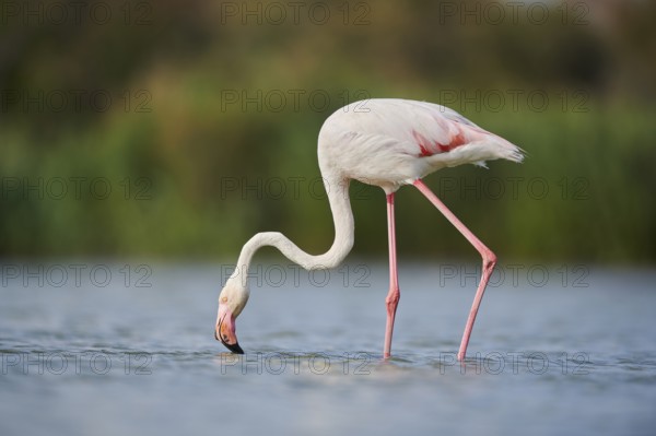 Greater Flamingo (Phoenicopterus roseus) walking in the water, Parc Naturel Regional de Camargue, France, Europe