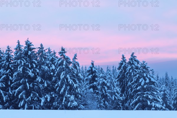 Winter spruce (Picea) (Pinaceae) forest, pine family, snow, winter, dawn, Leibertingen, Danube valley, Upper Danube nature park Park, Baden-Württemberg, Germany, Europe