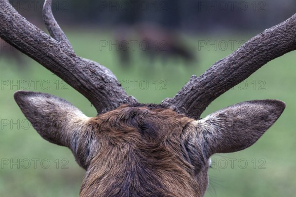 Stag, red deer (Cervus elaphus), captive, Bad Mergentheim Wildlife Park, Baden-Württemberg, Germany, Europe