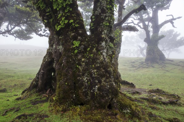 Laurel trees overgrown with moss and plants in the mist, old laurel forest (Laurisilva), stinkwood (Ocotea foetens), UNESCO World Heritage Site, Fanal, Madeira, Portugal, Europe