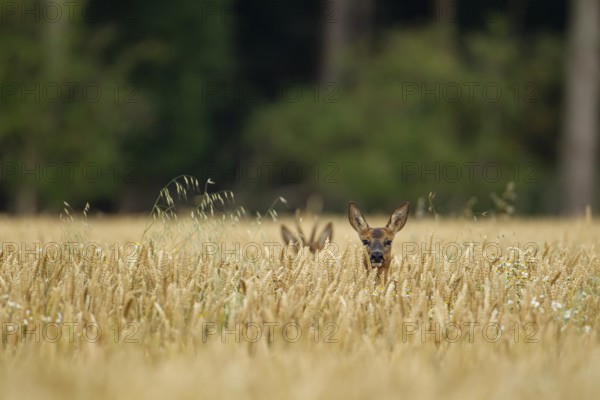 Roe deer (Capreolus capreolus) adult female in a farmland wheat field with a roebuck in the background, Suffolk, England, United Kingdom, Europe