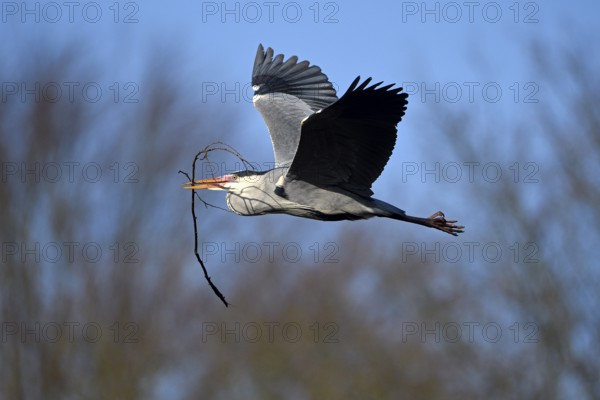 Grey heron (Ardea cinerea), bringing nesting material to the nest, Essen, Ruhr area, North Rhine-Westphalia, Germany, Europe