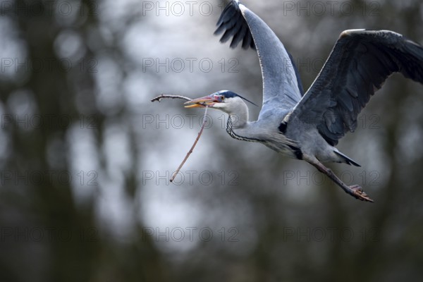 Grey heron (Ardea cinerea), bringing nesting material to the nest, Essen, Ruhr area, North Rhine-Westphalia, Germany, Europe