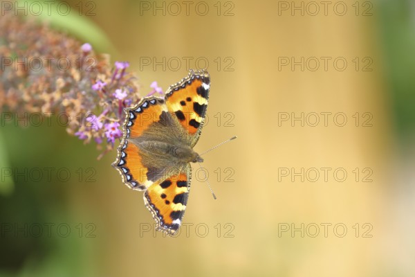Small tortoiseshell (Aglais urticae), on summer lilac or butterfly-bush (Buddleja davidii), Wilden, North Rhine-Westphalia, Germany, Europe