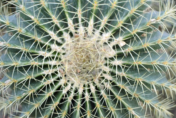 Big (Echinocactus Grusonii) Golden Barrel Ball or Mother In Law Cushion cactus, top view