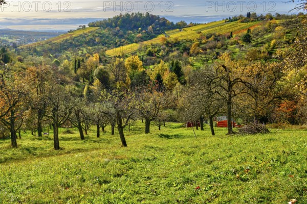Autumn meadow orchard on the Swabian Alb in the vineyards of Metzingen, Baden-Württemberg, Germany, Europe