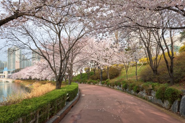 Blooming sakura cherry blossom alley in park in spring, Seokchon lake park, Seoul, South Korea, Asia