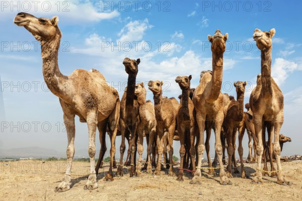 Camels at Pushkar Mela, famous camel and livestock fair in the town of Pushkar. Pushkar Mela is one of the world's largest camel fairs and important tourist attraction. Puskhar, Rajasthan, India, Asia