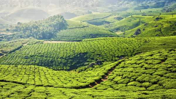 Kerala India travel background, panorama of green tea plantations in Munnar, Kerala, India, tourist attraction, Asia
