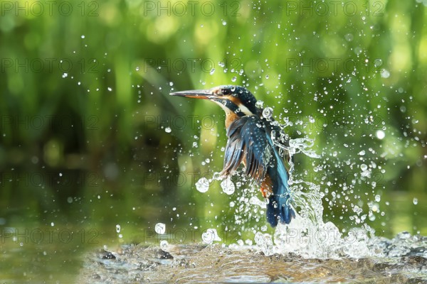 Common kingfisher (Alcedo atthis) unsuccessful fishing kingfisher flies up out of the water after hunting, North Rhine-Westphalia, Germany, Europe