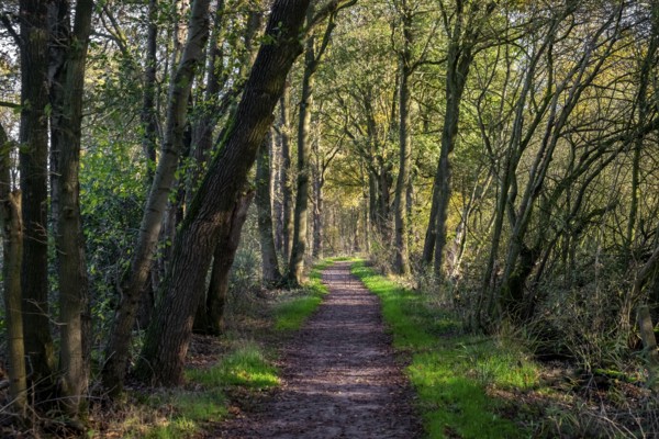 Zwillbrocker Venn, nature reserve, Zwillbrock, Vreden, North Rhine-Westphalia, Germany, Europe