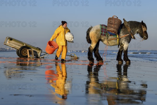 Horse fishermen at work, catching Brown shrimp (Crangon crangon), Koksijde, North Sea coast, province of West Flanders, Belgium, Europe