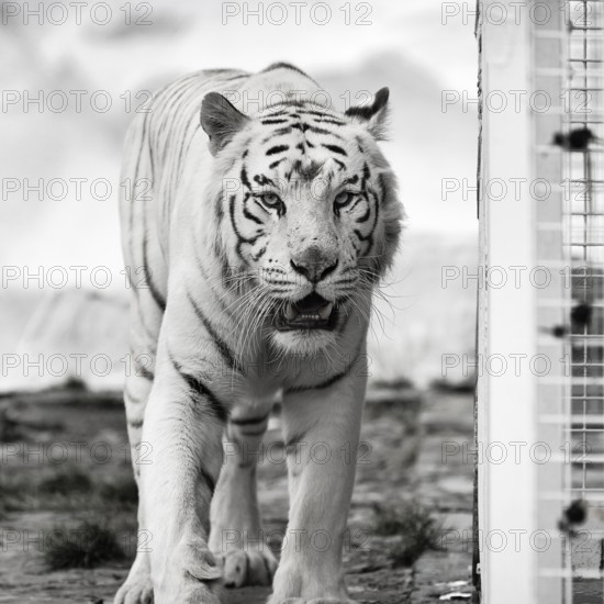 White tiger (Panthera tigris), portrait next to cage, leucism, restless, slightly open mouth, captive, black and white photo