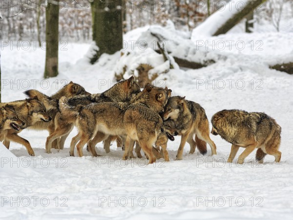 Wolf pack, juvenile gray wolves (Canis lupus) playing frolicsomely in the snow, captive, Neuhaus Wildlife Park in winter, Neuhaus im Solling, Solling-Vogler nature park Park, Lower Saxony, Germany, Europe