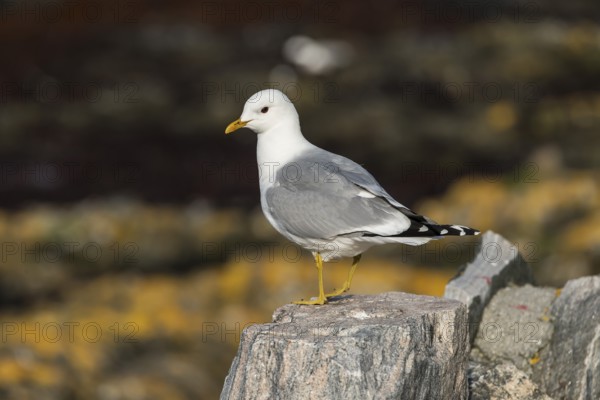 Black-legged Kittiwake (Rissa tridactyla), adult bird standing on a stone, Runde, Møre og Romsdal, Norway, Europe
