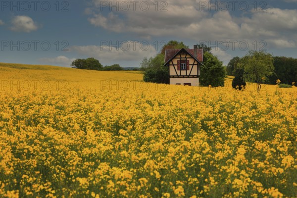 Small half-timbered house surrounded by flowering rape fields, Bamberg, Upper Franconia, Germany, Europe