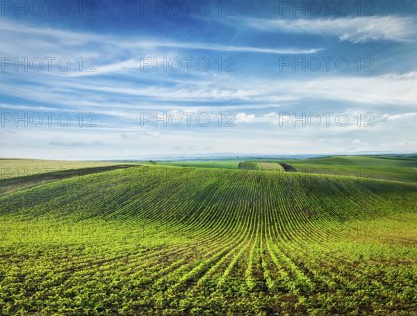 Rolling fields of Moravia, Czech Republic, Europe