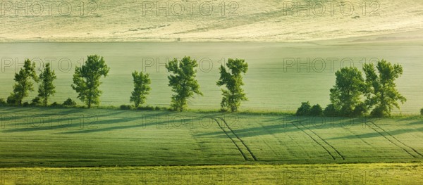 Panorama of Moravian rolling landscape with trees in early morning haze. Moravia, Czech Republic, Europe