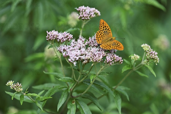 Silver-washed fritillary (Argynnis paphia), on common water eupatorium (Eupatorium cannabinum rosa), Switzerland, Europe