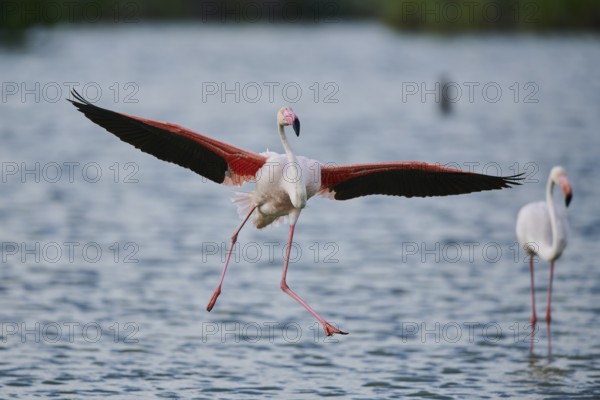 Greater Flamingo (Phoenicopterus roseus), landing in the water, Parc Naturel Regional de Camargue, France, Europe