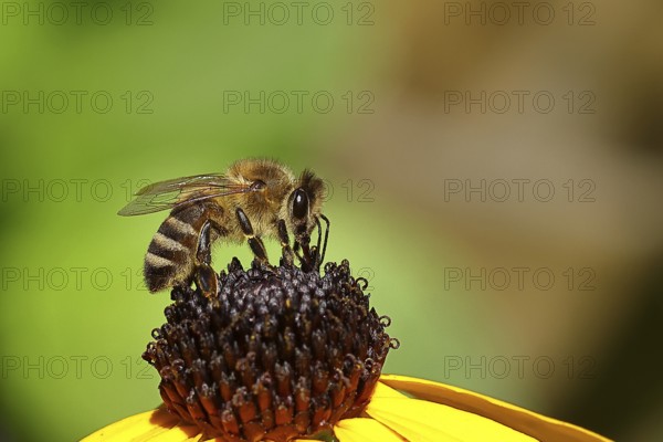 European honey bee (Apis mellifera), collecting nectar from a flower of yellow coneflower (Echinacea paradoxa), Wilden, North Rhine-Westphalia, Germany, Europe