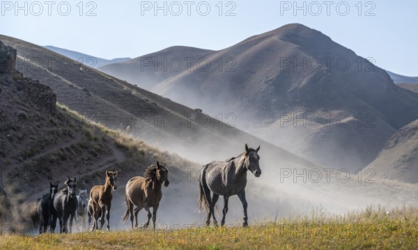 Herd of horses galloping over a hill and raising dust, mountains behind, Kyrgyzstan, Asia