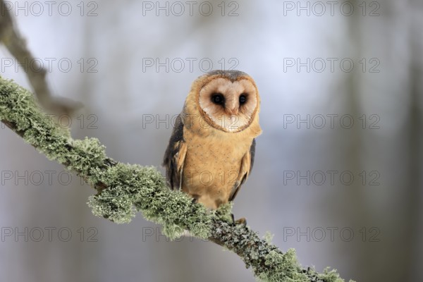 Central European barn owl (Tyto alba guttata), adult, perch, in winter, Šumava, Czech Republic, Europe