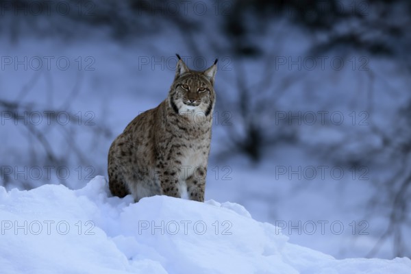 Carpathian lynx (Lynx lynx carpathicus), adult, in winter, in snow, alert, Bavarian Forest, Bavaria, Germany, Europe