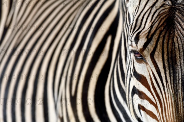 Detail, portrait of a plains zebras (Equus quagga), captive, Munich, Bavaria, Germany, Europe