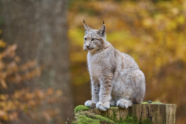 Eurasian lynx (Lynx lynx), sitting on tree trunk in autumn forest