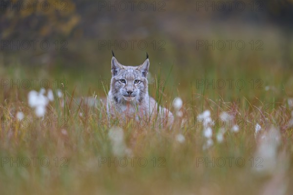 Eurasian lynx (Lynx lynx), in meadow