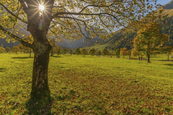Engtal, Großer Ahornboden, Karwendel Mountains, Kalkalpen, Austria, Autumn-coloured sycamore maple (Acer pseudoplatanus) in the sunshine on the Eng, Europe
