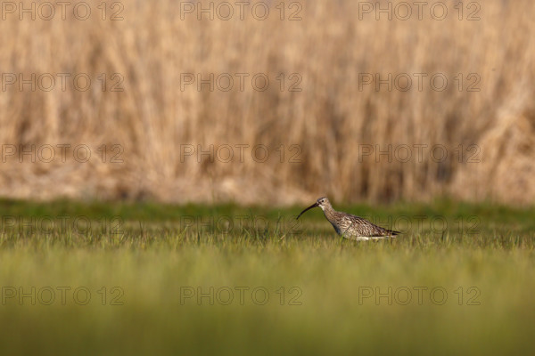 Eurasian curlew (Numenius arquata), single animal foraging in a meadow, Flusslandschaft Peenetal nature park Park, Mecklenburg-Western Pomerania, Germany, Europe