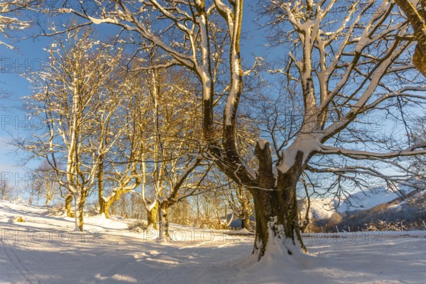 The Oianleku natural park at sunrise, snowy beech forest in the town of Oiartzun in Peñas de Aya, Gipuzkoa. Basque Country