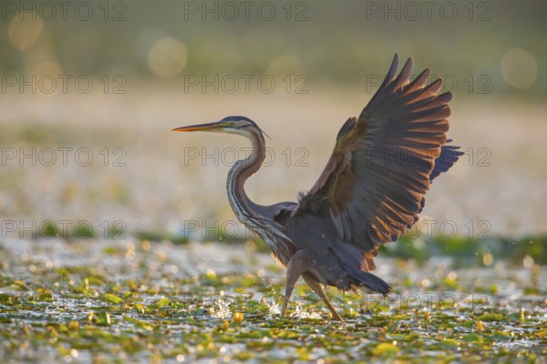 Purple heron (Ardea purpurea), the bird searches for prey in shallow water in the early morning and flies off, Hungary, Europe
