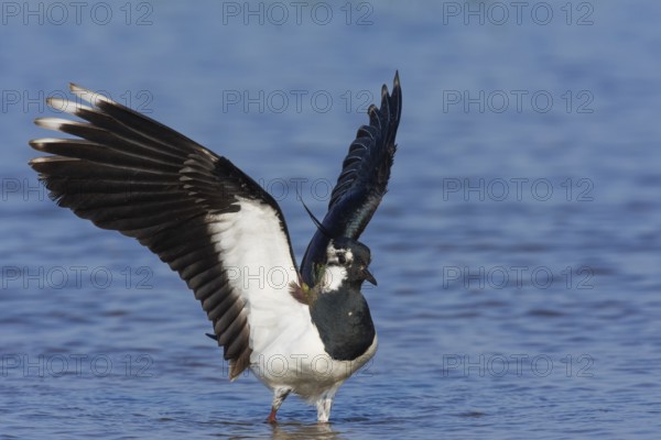 Northern lapwing (Vanellus vanellus) with spread wings in the water, Neusiedeler See National Park, Burgenland, Austria, Europe
