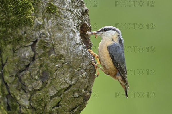 Nuthatch (Sitta europaea), with food in its beak in front of its breeding den, Lake Neusiedl National Park, Seewinkel, Burgenland, Austria, Europe