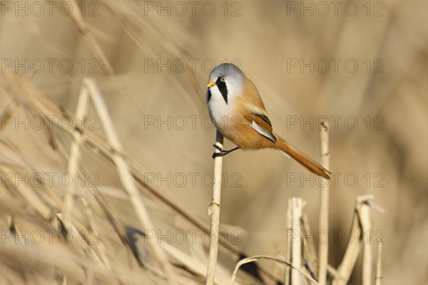 Bearded Tit (Panurus biarmicus), male, sitting on a reed stalk, Klingnauer Stausee, Canton Aargau, Switzerland, Europe