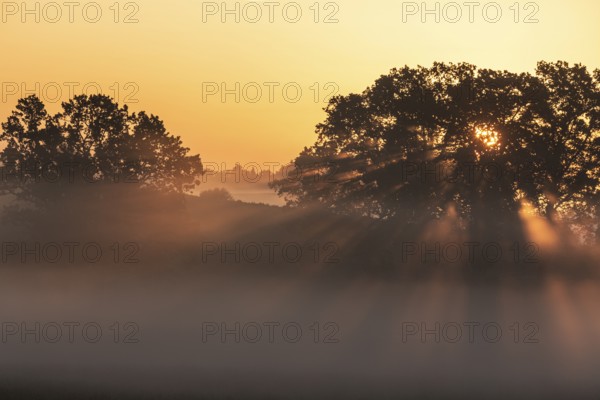 Sunbeams breaking in a tree, fog, backlight, sunrise, Alpine foothills, Bavaria, Germany, Europe